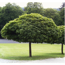 КЛЕН ГОСТРОЛИСТИЙ 'ГЛОБОЗУМ' ШТАМБ Acer platanoides 'Globosum' pa 180-200