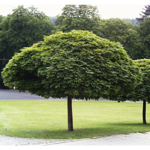 КЛЕН ГОСТРОЛИСТИЙ 'ГЛОБОЗУМ' ШТАМБ Acer platanoides 'Globosum' pa 180-200 КЛЕН ГОСТРОЛИСТИЙ 'ГЛОБОЗУМ' ШТАМБ Acer platanoides 'Globosum' pa 180-200