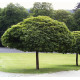 КЛЕН ГОСТРОЛИСТИЙ 'ГЛОБОЗУМ' ШТАМБ Acer platanoides 'Globosum' pa 180-200