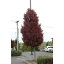 Клен гостролистий (Acer platanoides) Crimson Sentry stam 150