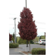 Клен гостролистий (Acer platanoides) Crimson Sentry stam 150