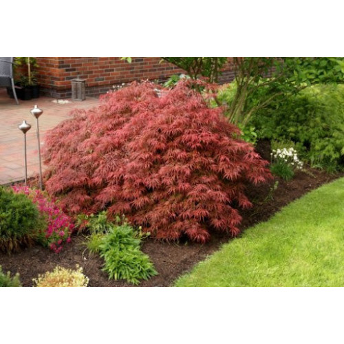 Клен пальмолистий 'Гарнет' Ра Acer palmatum 'Garnet' (Pa) 50-70/40-55 С5 Клен пальмолистий 'Гарнет' Ра Acer palmatum 'Garnet' (Pa) 50-70/40-55 С5