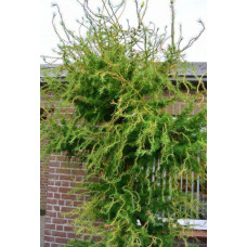 Модрина європейська Хорстманн Рекурвед (плакуча) Larix decidua Horstmann Recurved/h50-60
