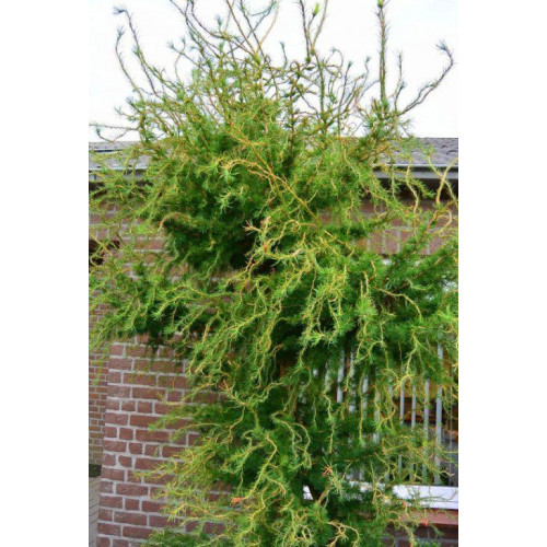 Модрина європейська Хорстманн Рекурвед (плакуча) Larix decidua Horstmann Recurved/h50-60 Модрина європейська Хорстманн Рекурвед (плакуча) Larix decidua Horstmann Recurved/h50-60