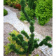 Модрина європейська Крейчі (Larix decidua Krejci) pa 90 h 100