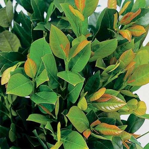 Лавровишня Mano / Prunus laurocerasus Mano stam 50 cm h 90 Лавровишня Mano / Prunus laurocerasus Mano stam 50 cm h 90