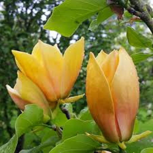 Магнолія 'Judy Zuk' (Magnolia 'Judy Zuk') 70-100 С5 Магнолія 'Judy Zuk' (Magnolia 'Judy Zuk') 70-100 С5