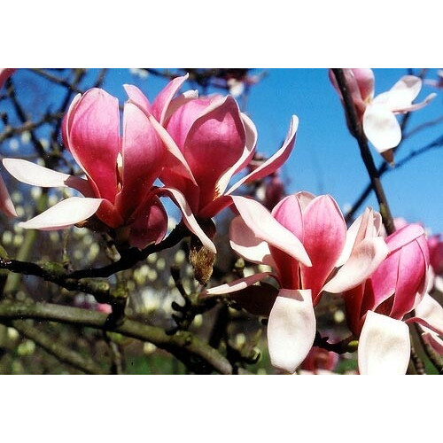 Магнолія 'Deep Purple Dream' (Magnolia 'Deep Purple Dream') — 70-100, C7,5 Магнолія 'Deep Purple Dream' (Magnolia 'Deep Purple Dream') — 70-100, C7,5