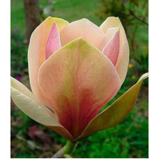 Магнолія brooklynensis 'Eva Maria' (Magnolia brooklynensis 'Eva Maria') — 65-100, C5/C7,5
