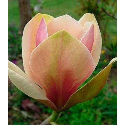 Магнолія brooklynensis 'Eva Maria' (Magnolia brooklynensis 'Eva Maria') — 65-100, C5/C7,5 Магнолія brooklynensis 'Eva Maria' (Magnolia brooklynensis 'Eva Maria') — 65-100, C5/C7,5