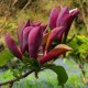 Магнолія Перше кохання  MAGNOLIA  FIRST LOVE H230