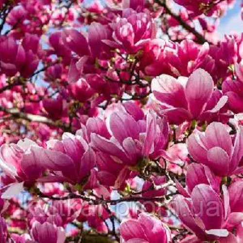 Магнолія 'Oriental Night' (Magnolia 'Oriental Night') 70-100 С3/P16 Магнолія 'Oriental Night' (Magnolia 'Oriental Night') 70-100 С3/P16