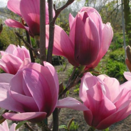 Магнолія Серена Magnolia ’Serene’ H200-240 Магнолія Серена Magnolia ’Serene’ H200-240