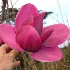 Магнолія 'Shirazz' (Magnolia 'Shirazz') 60-90 С5