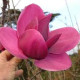 Магнолія 'Shirazz' (Magnolia 'Shirazz') 60-90 С5