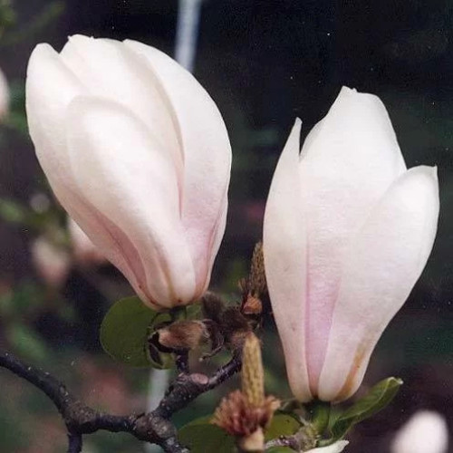 Магнолія Суланжа 'Brozzoni' (Magnolia soulangeana 'Brozzoni') 60-100 C3 Магнолія Суланжа 'Brozzoni' (Magnolia soulangeana 'Brozzoni') 60-100 C3