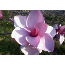 Магнолія 'Frank's Masterpiece' (Magnolia 'Frank's Masterpiece') — 100-150, C7,5