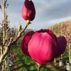 Магнолія 'Cleopatra'  ( Magnolia 'Cleopatra' ) — 80-110, C5/C7,5
