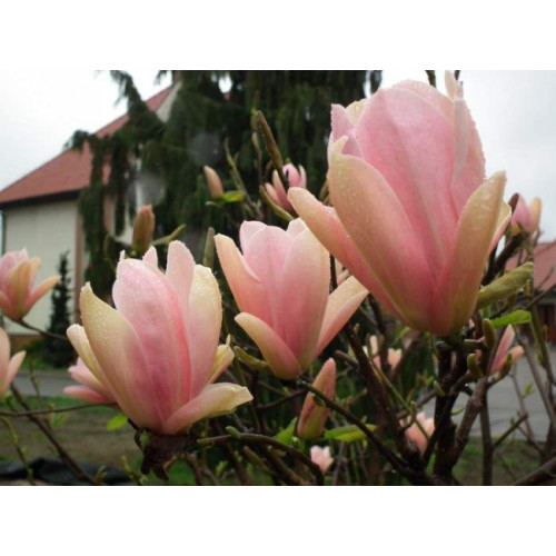 Магнолія 'Coral Lake' (Magnolia 'Coral Lake') — 60-90, C5/C7,5 Магнолія 'Coral Lake' (Magnolia 'Coral Lake') — 60-90, C5/C7,5