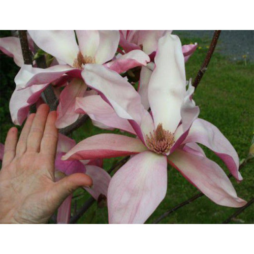 Магнолія Дайбрек Magnolia Daybreak/ h 100-120 Магнолія Дайбрек Magnolia Daybreak/ h 100-120