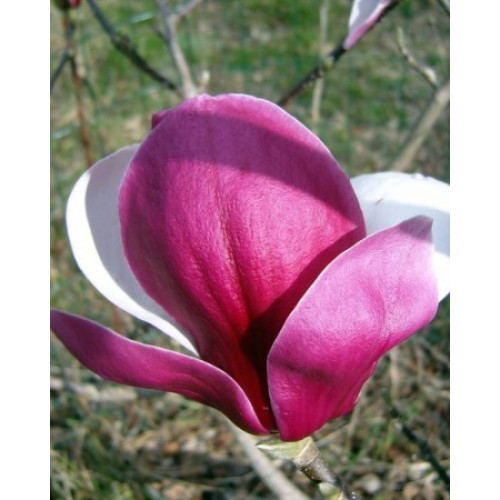 Магнолія Суланжа 'Pickard's Ruby' (Magnolia soulangeana 'Pickard's Ruby') 70-110 C5 Магнолія Суланжа 'Pickard's Ruby' (Magnolia soulangeana 'Pickard's Ruby') 70-110 C5