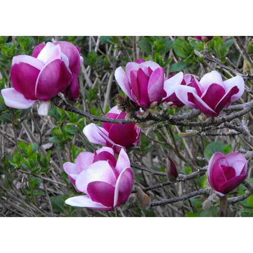 Магнолія Пурпл Глобе MAGNOLIA 'Purple Globe'/ h 150-190 Магнолія Пурпл Глобе MAGNOLIA 'Purple Globe'/ h 150-190