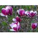 Магнолія Пурпл Глобе MAGNOLIA 'Purple Globe'/ h 150-190