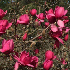 Магнолія 'Early Red' (Magnolia 'Early Red') — 100-130, C7,5