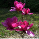 Магнолія 'Ройал Пурпл'  Magnolia 'Royal Purple' / h 140-160