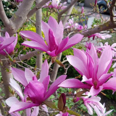 Магнолія 'Susan' (Magnolia 'Susan') — 100-150, C7,5