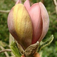 Магнолія brooklynensis 'Woodsman' (Magnolia brooklynensis 'Woodsman') — 70-100, C5