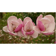 Магнолія Суланжа Рустіка Рубра Magnolia soulangeana Rustica Rubra / h 150