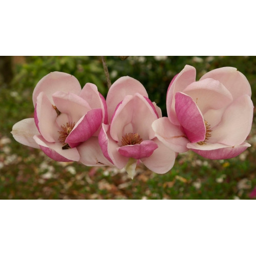 Магнолія Суланжа Рустіка Рубра Magnolia soulangeana Rustica Rubra /h 170-190 Магнолія Суланжа Рустіка Рубра Magnolia soulangeana Rustica Rubra /h 170-190