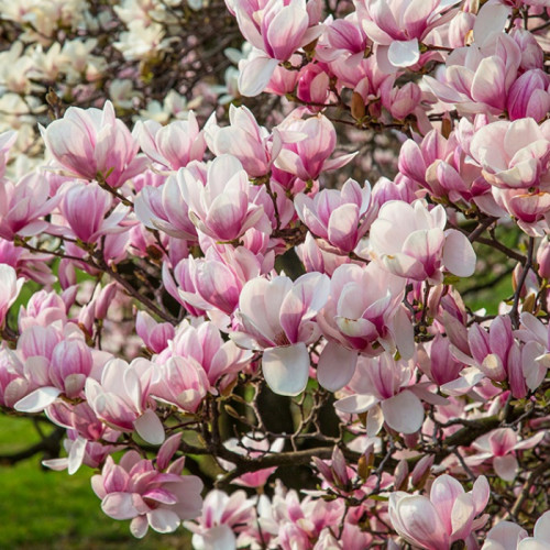 Магнолія Суланжа 'Satisfaction' (Magnolia soulangeana 'Satisfaction') 50-90 С5/ C7,5 Магнолія Суланжа 'Satisfaction' (Magnolia soulangeana 'Satisfaction') 50-90 С5/ C7,5