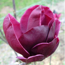 Магнолія 'Джені' (Magnolia 'Genie') 55-100 С3/P16