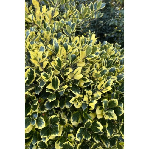 Падуб альтаклеренсіс Голден Кінг Ilex altaclerensis Golden King h90 Падуб альтаклеренсіс Голден Кінг Ilex altaclerensis Golden King h90