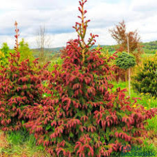 Ялина звичайна 'Ридал' (Picea abies 'Rydal')  ра 110-120/10-20 С5