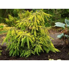 Ялина звичайна 'Gold Finch'  ра (Picea abies 'Gold Finch') 105-115/25-30 С5/C7,5