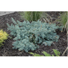 Ялина Колюча Глаука Прокумбентс Picea pungens glauca procumbens h25-35