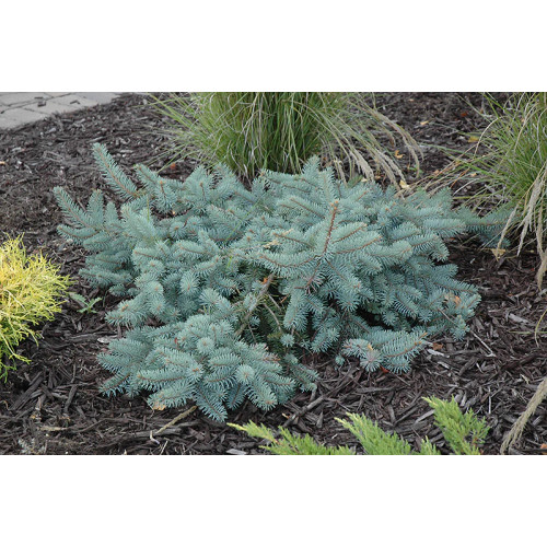 Ялина Колюча Глаука Прокумбентс Picea pungens glauca procumbens h25-35 Ялина Колюча Глаука Прокумбентс Picea pungens glauca procumbens h25-35