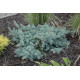 Ялина Колюча Глаука Прокумбентс Picea pungens glauca procumbens h25-35