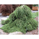 Ялина звичайна 'Форманек' РА  (Picea abies 'Formanek') 100-115/15-30 С5