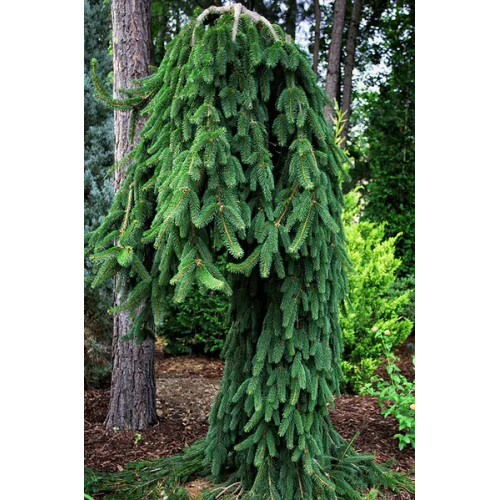 Ялина звичайна Фрохбург (Picea abies Frohburg) h 70 Ялина звичайна Фрохбург (Picea abies Frohburg) h 70