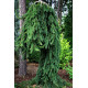 Ялина звичайна Фрохбург (Picea abies Frohburg) h 70