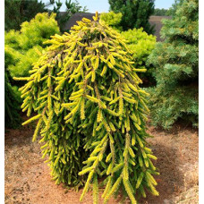 Ялина звичайна 'Голд Дріфт' (Picea abies 'Gold Drift')  pa 135-170/25-40 С5