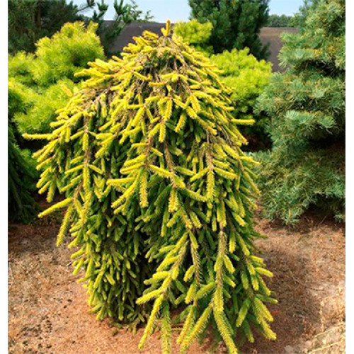 Ялина звичайна 'Голд Дріфт' (Picea abies 'Gold Drift') pa 135-170/25-40 С5 Ялина звичайна 'Голд Дріфт' (Picea abies 'Gold Drift') pa 135-170/25-40 С5