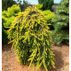 Ялина звичайна 'Голд Дріфт' (Picea abies 'Gold Drift')  pa 135-170/25-40 С5