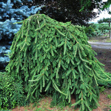 Ялина звичайна Інверса (Picea Abies Inversa) h40