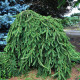 Ялина звичайна 'Інверса' (Picea abies 'Inversa') ра 110-125/25-40 С5