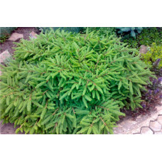Ялина звичайна Прокумбенс. (Picea abies Procumbens)/h20-30